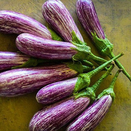 antigua eggplant