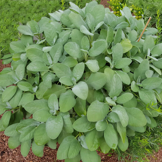 SAGE BROAD LEAF