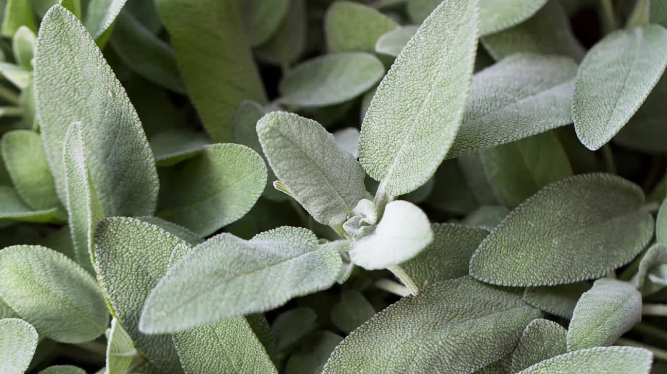 Sage  extract