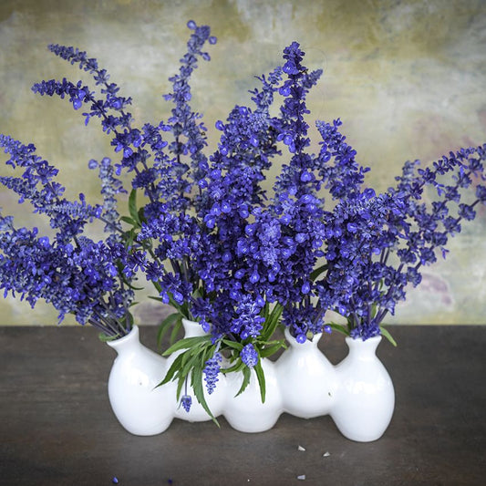 SALVIA SIRIUS BLUE SAGE