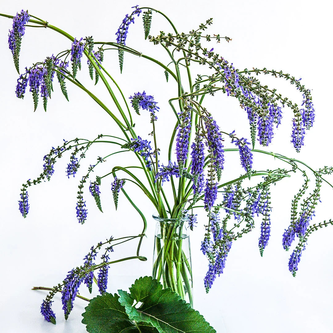 SALVIA NODDING SAGE