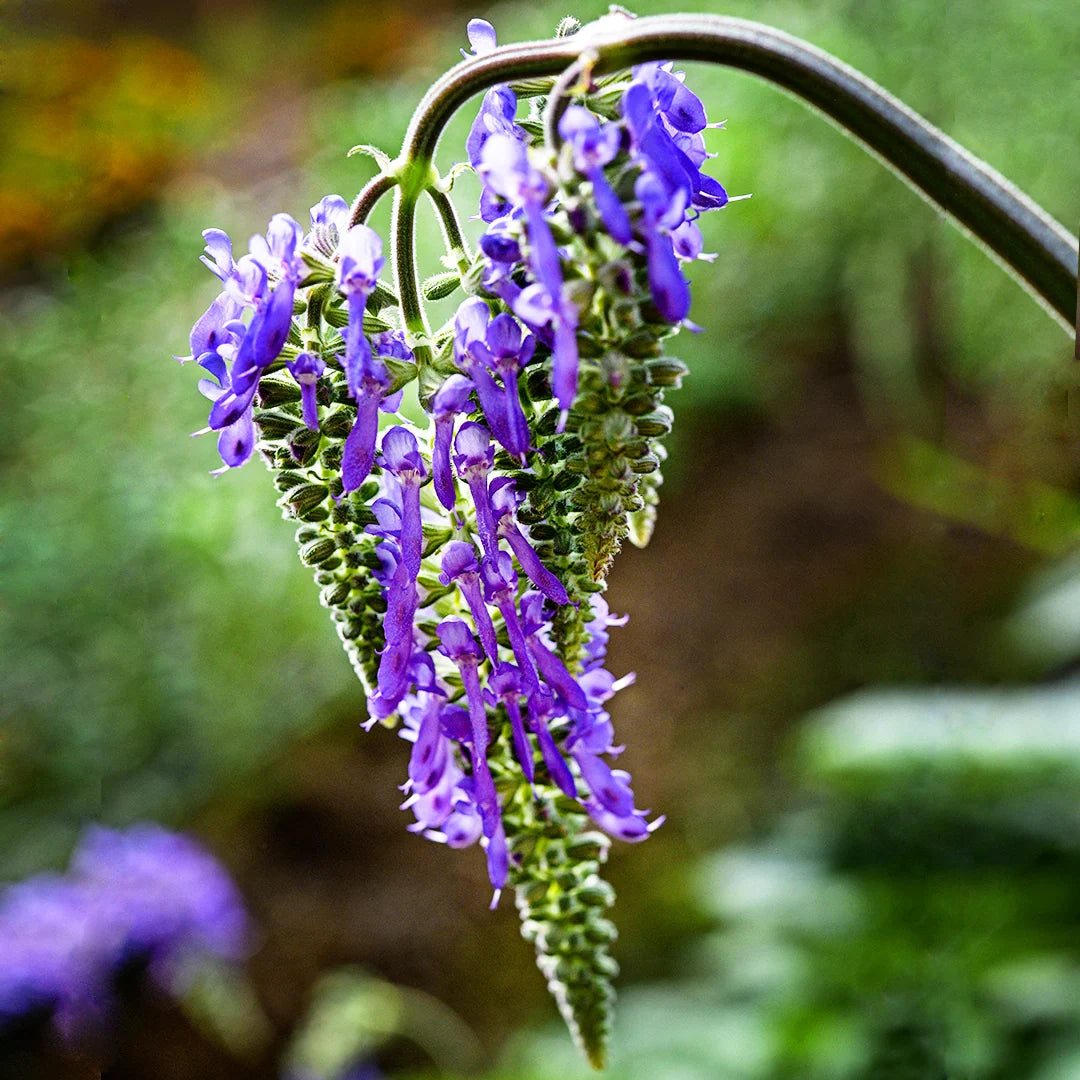 SALVIA NODDING SAGE