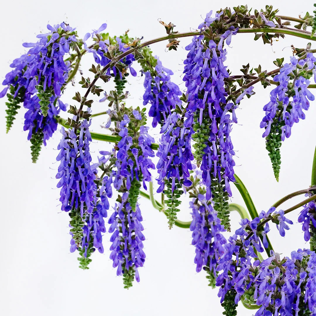 SALVIA NODDING SAGE