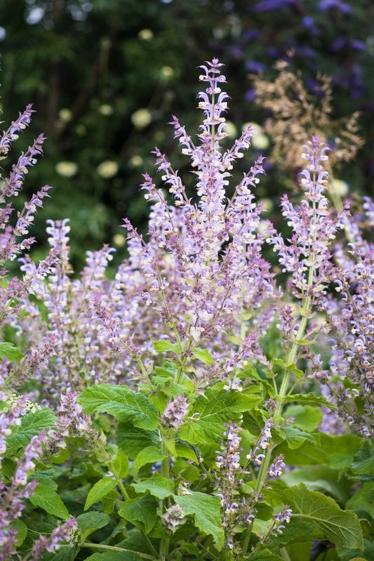 Salvia' sclárea var. turkestanica Vatican Pink' Sage, Clary