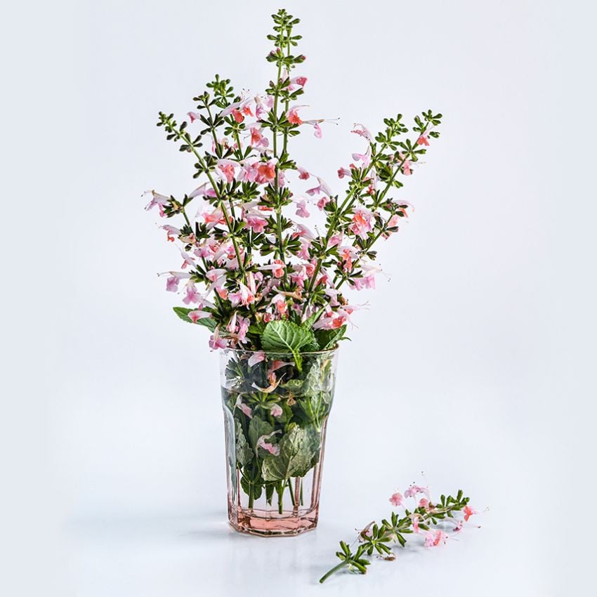 SALVIA SUMMER JEWELS PINK