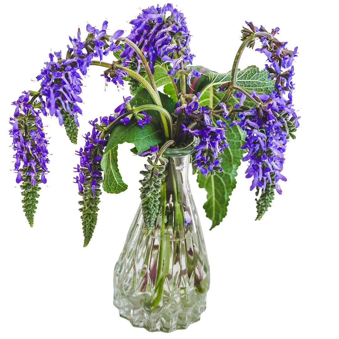 SALVIA NODDING SAGE