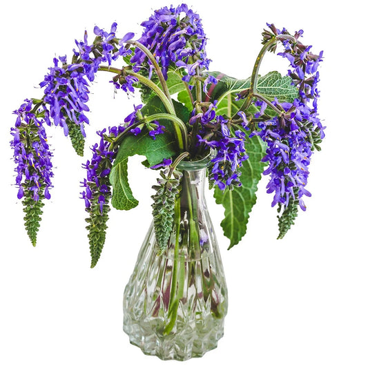 SALVIA NODDING SAGE