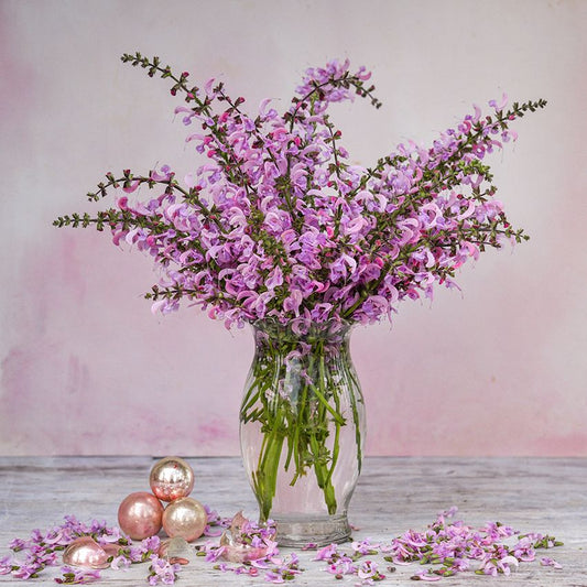 SALVIA "ROSE RHAPSODY