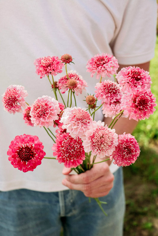 Scabjosa atropurpurea 'Salmon Queen' Scabious