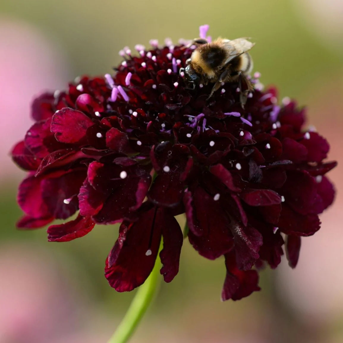 Scabiosa BLACK KNIGHT