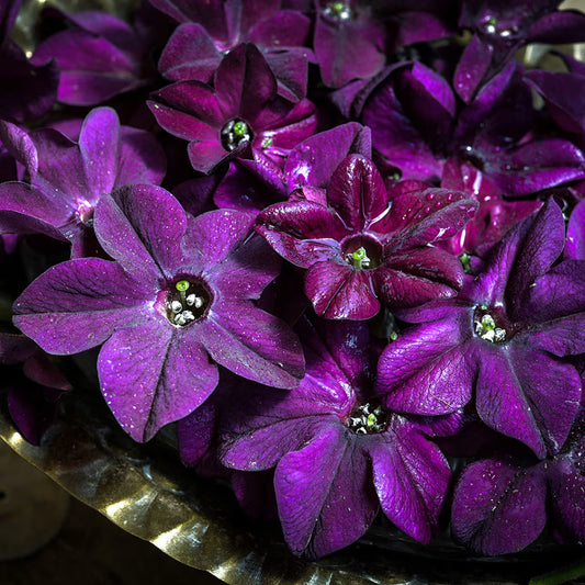 Nicotiana purple perfume