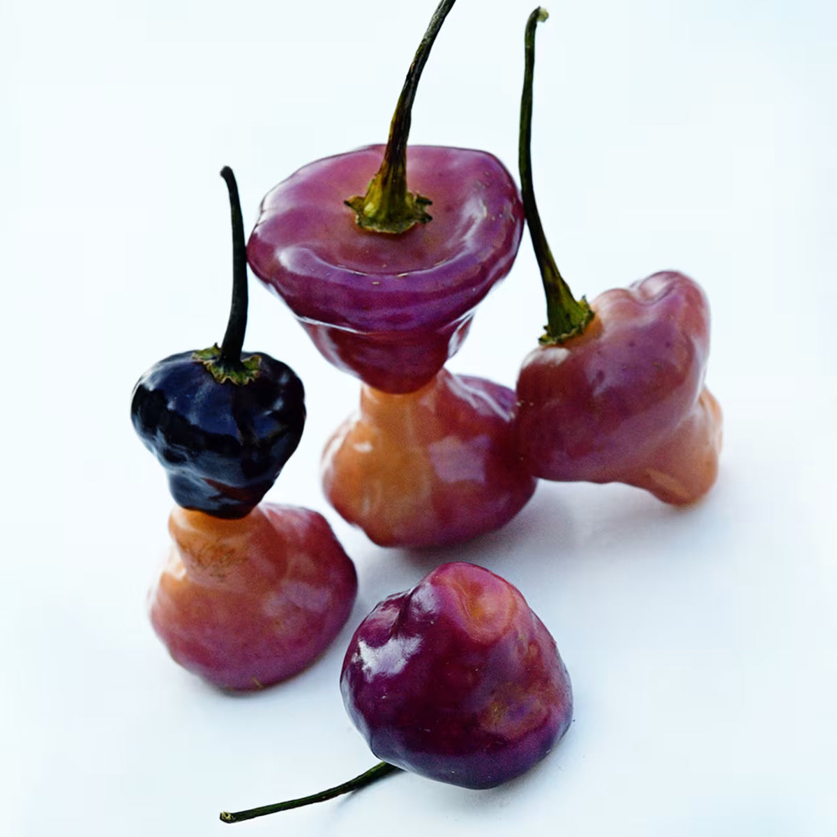 Hot Pepper Purple Perfume (Cheiro Roxa)