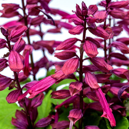 SALVIA AMORE PLUM