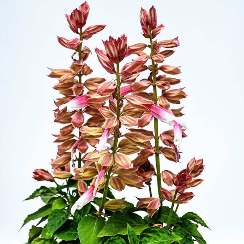SALVIA AMORE ROSE BICOLOR