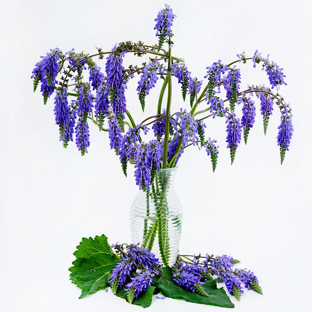 SALVIA NODDING SAGE