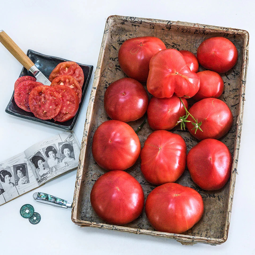 TOMATO ACHI