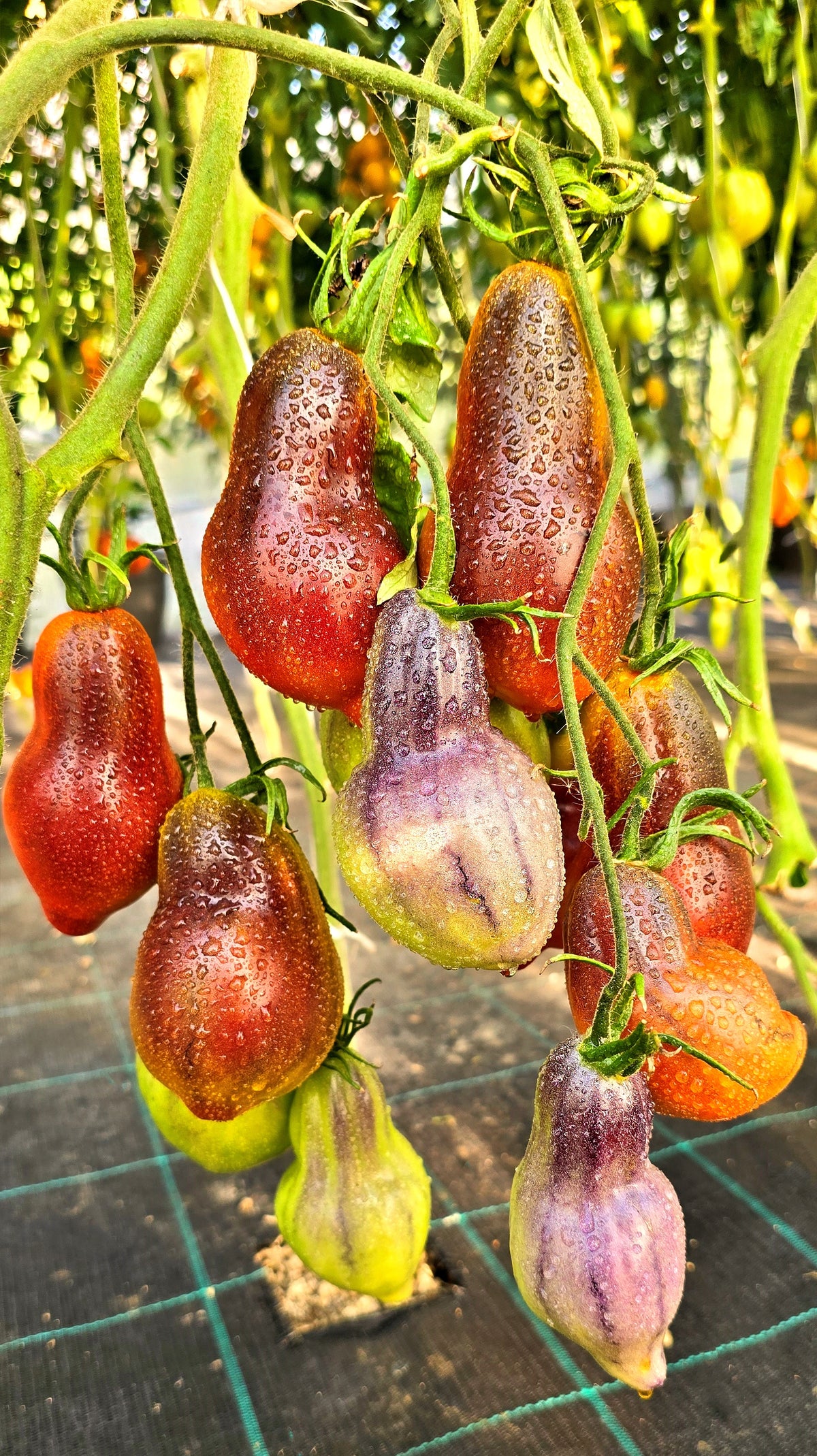 Sgt Pepper's Bronze Fingers
