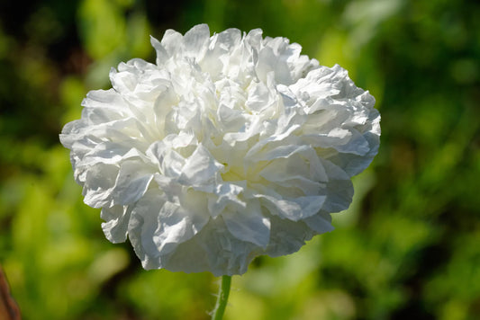 POPPY CREam PeOnY