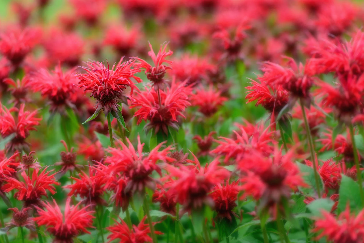 Bee balm panorama red height