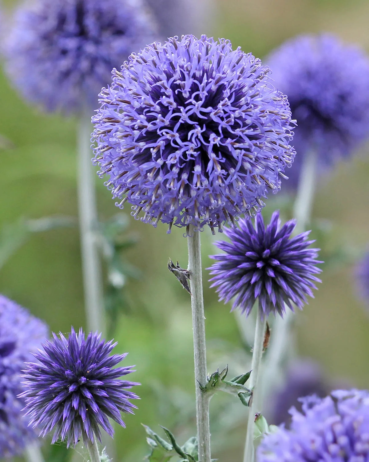 Echinops ritro echinops ritro