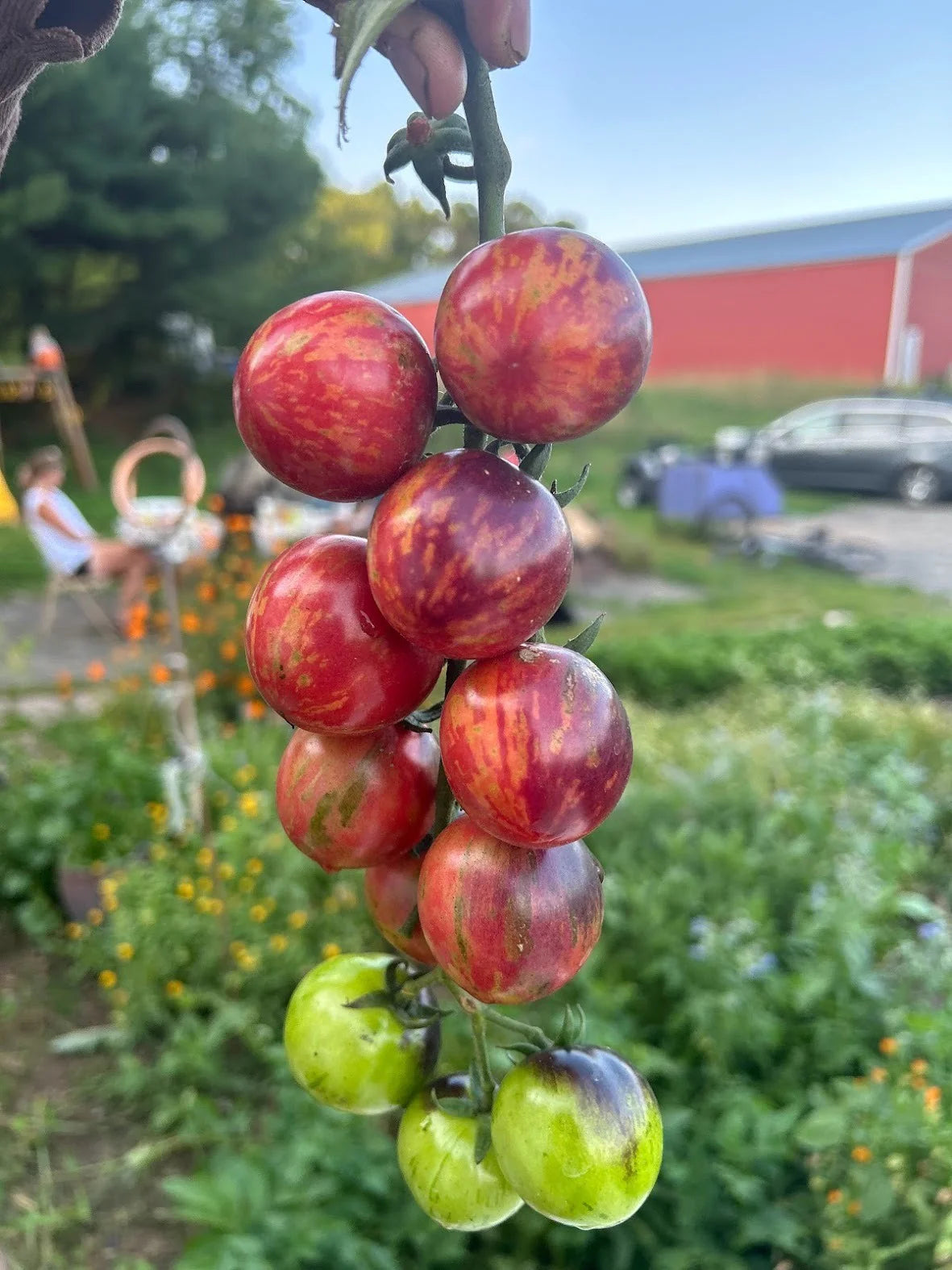 TOMATO BLACK STRAWBERRY