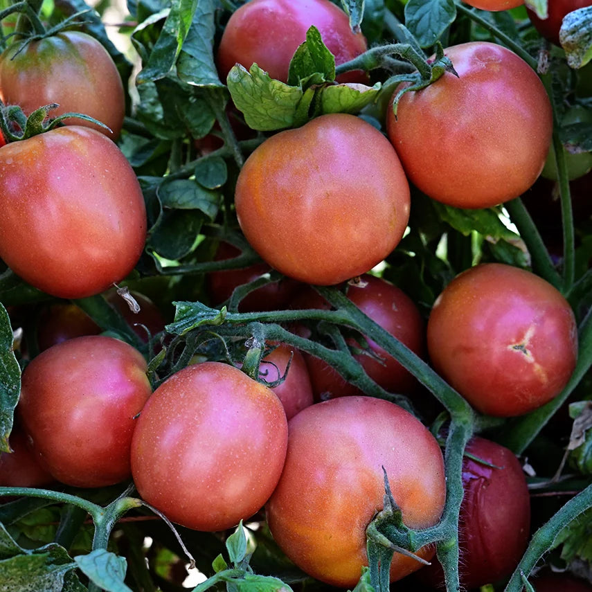 TOMATO RASPBERRY LYANNA