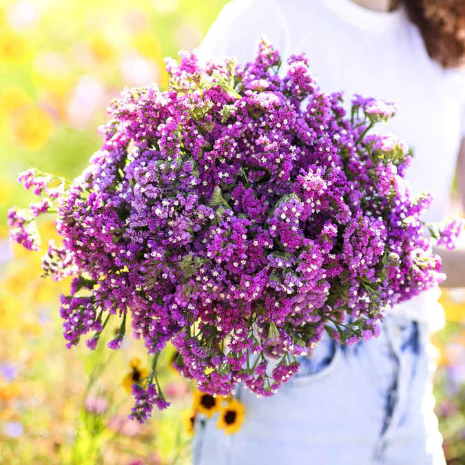 Statice SEEKER PURPLE