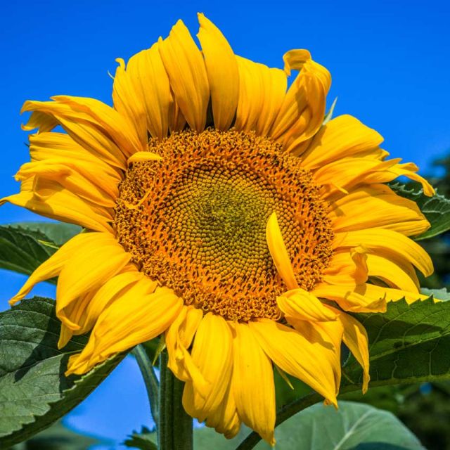 SUNFLOWER MONGOLIAN GIANT