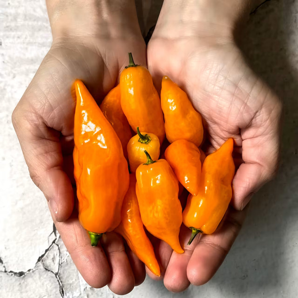 Sweet Pepper Habanada