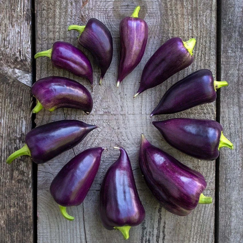 Sweet Pepper Violet Sparkle