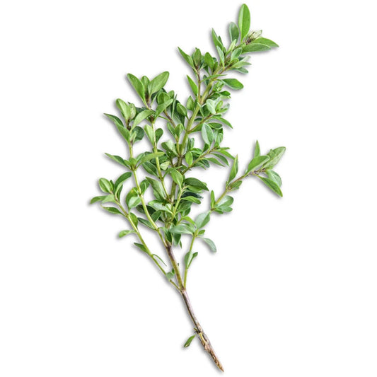 THYME WILD
