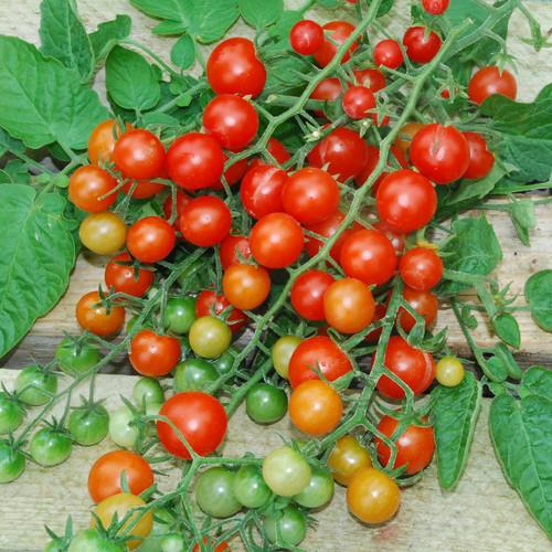 TOMATO Tess's Land Race Currant