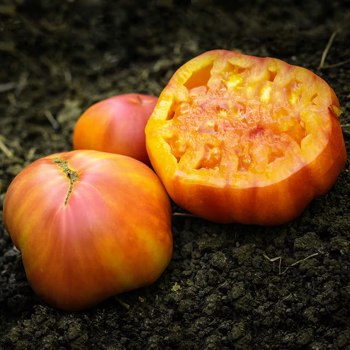 TOMATO BIG RAINBOW