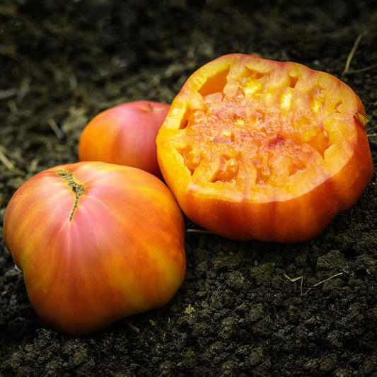 TOMATO BIG RAINBOW