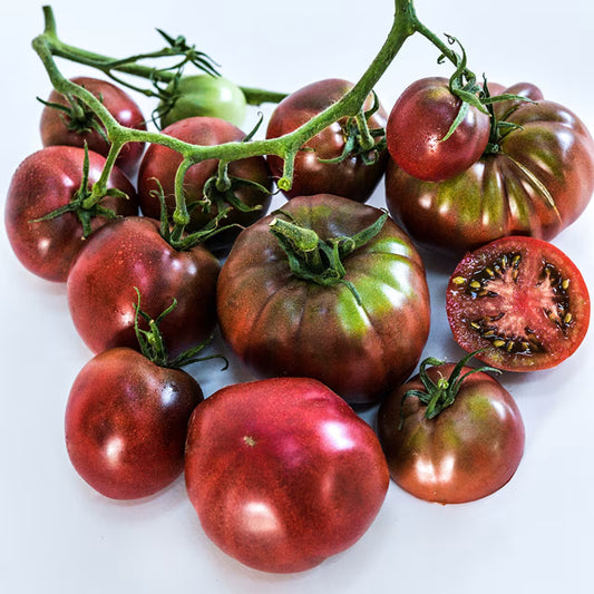 TOMATO BLACK FROM TULA