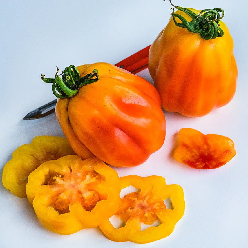 TOMATO CALIFORNIA TULIP