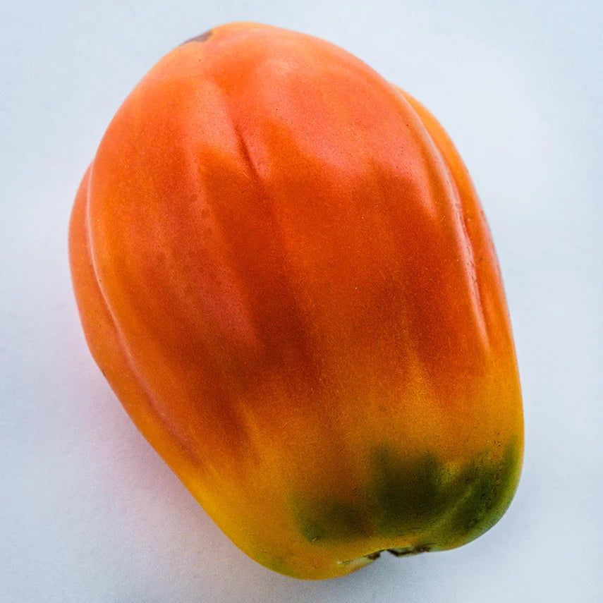 TOMATO CALIFORNIA TULIP