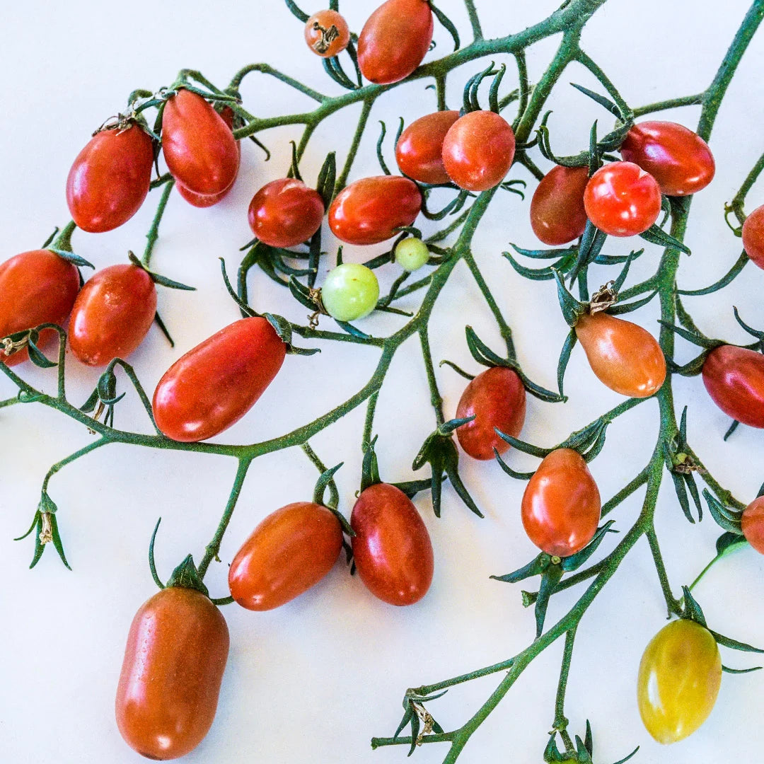 TOMATO CHERRY FLAVIOLA