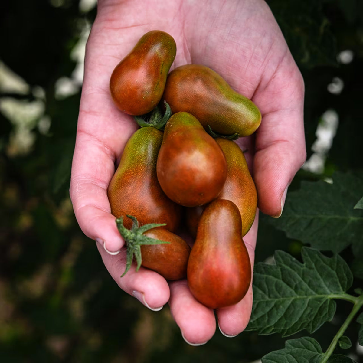 TOMATO CHOCOLATE PEAR