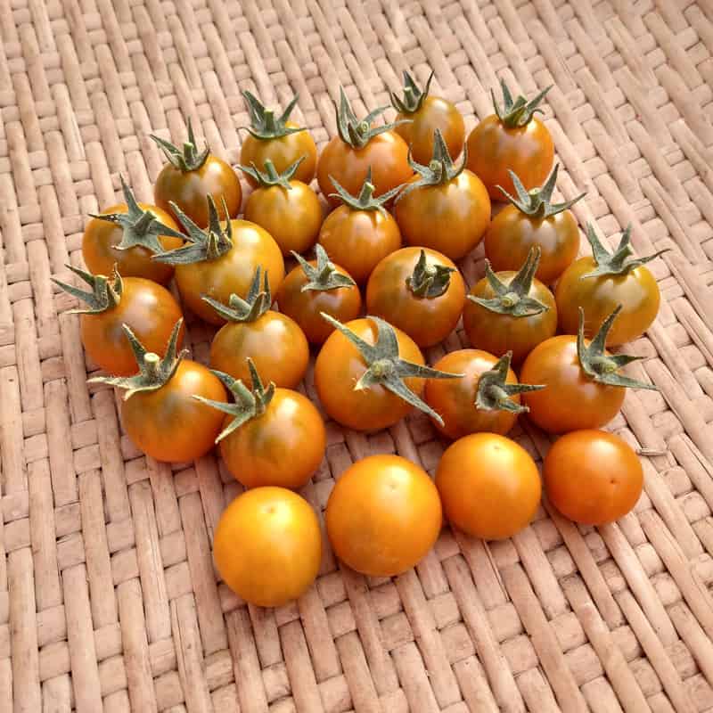 TOMATO Dark Orange Muscat