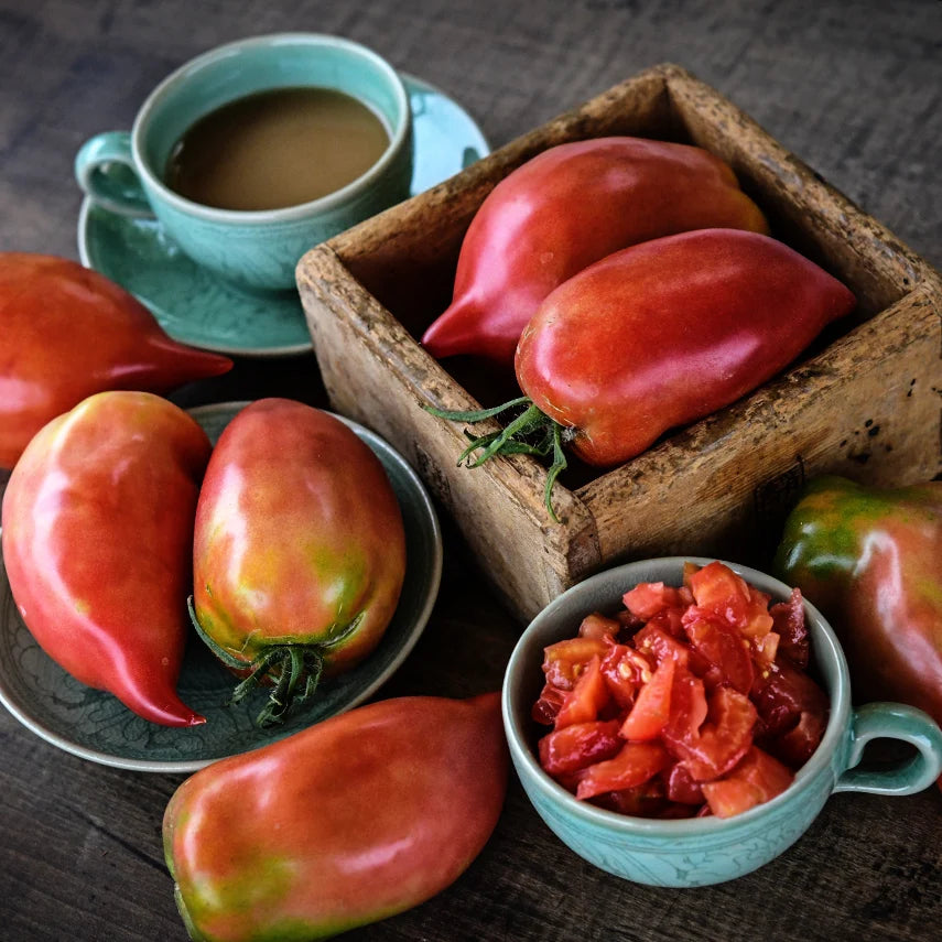 TOMATO KOREAN LONG