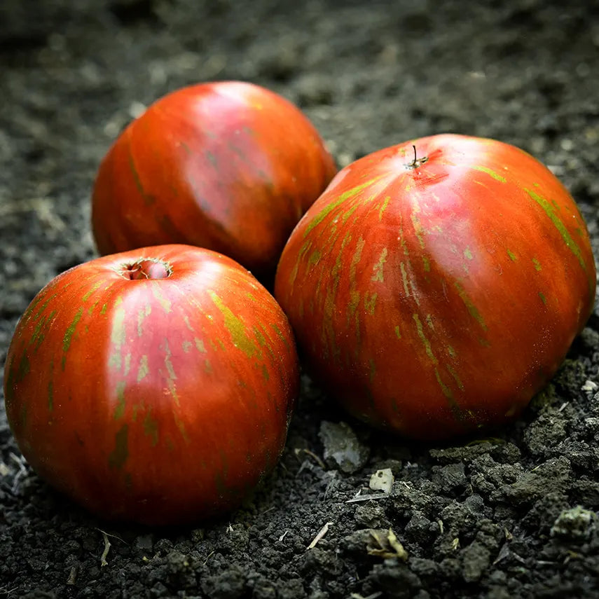 TOMATO LARGE BARRED BOAR