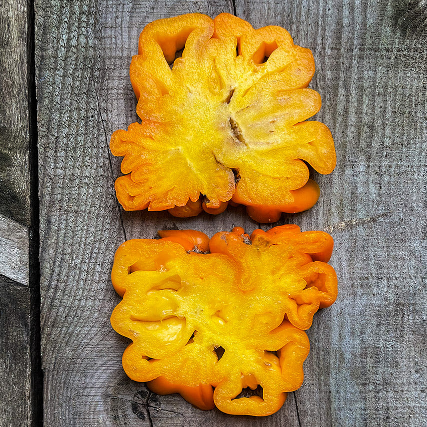 TOMATO ORANGE ACCORDION