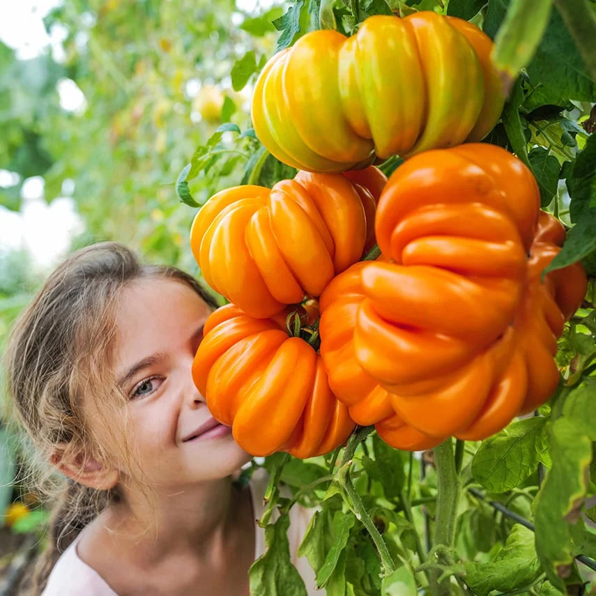 TOMATO ORANGE ACCORDION