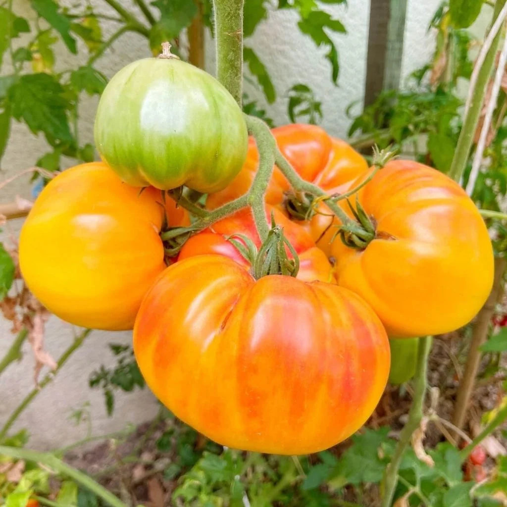 TOMATO PINEAPPLE