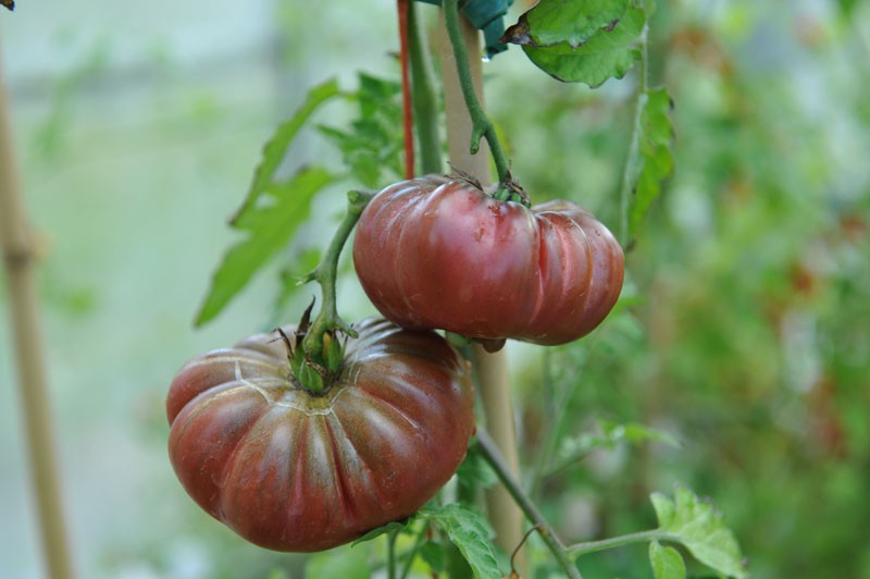 TOMATO PURPLE GaLABASH