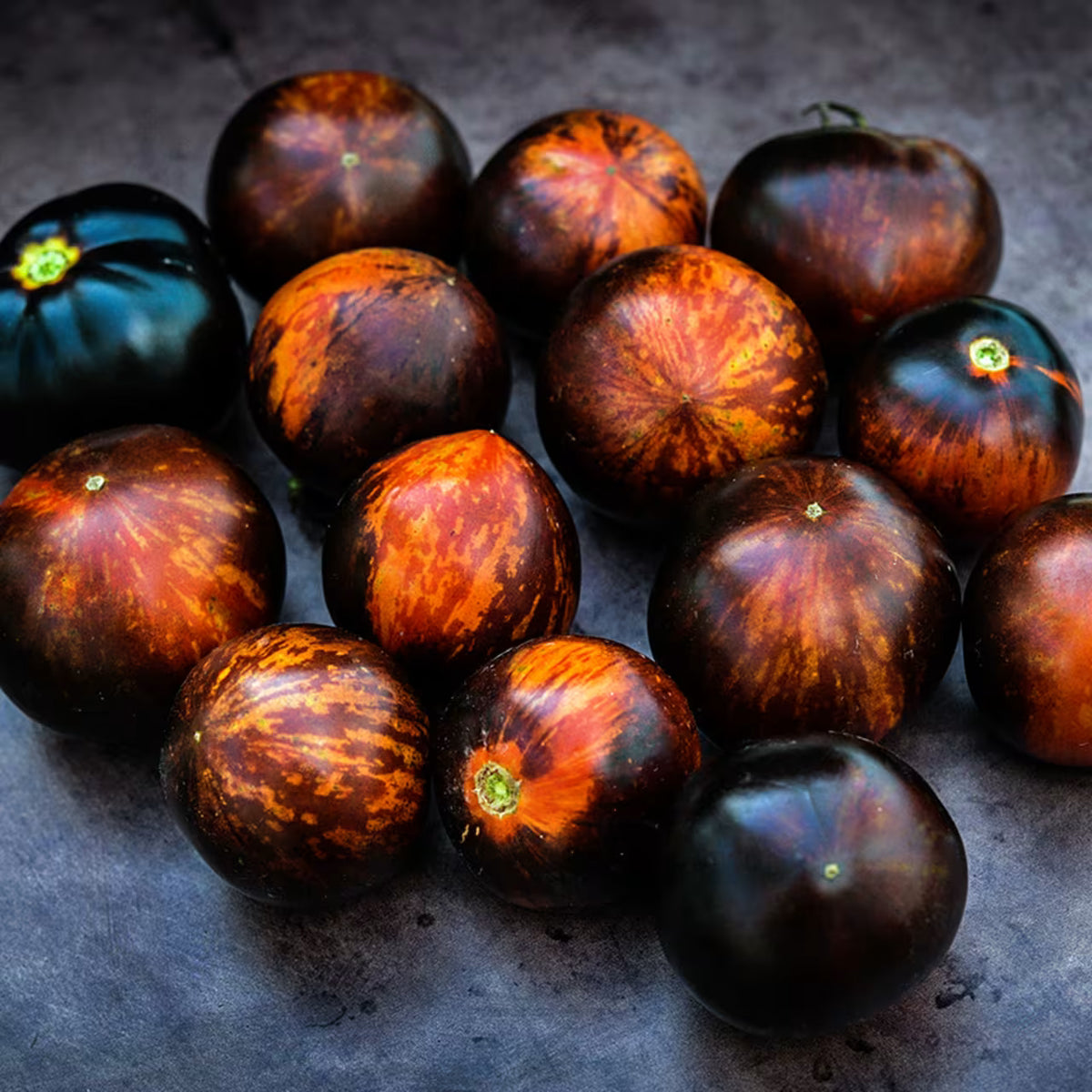 TOMATO QUEEN OF THE NIGHT