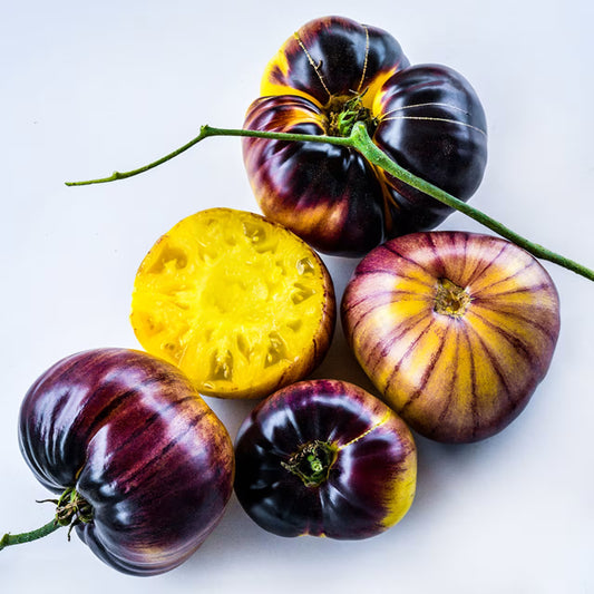TOMATO SART ROLOISE