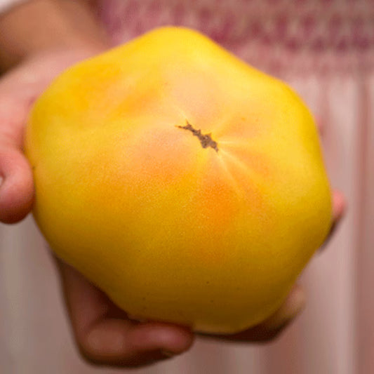 TOMATO THORBURN'S LEMON BLUSH
