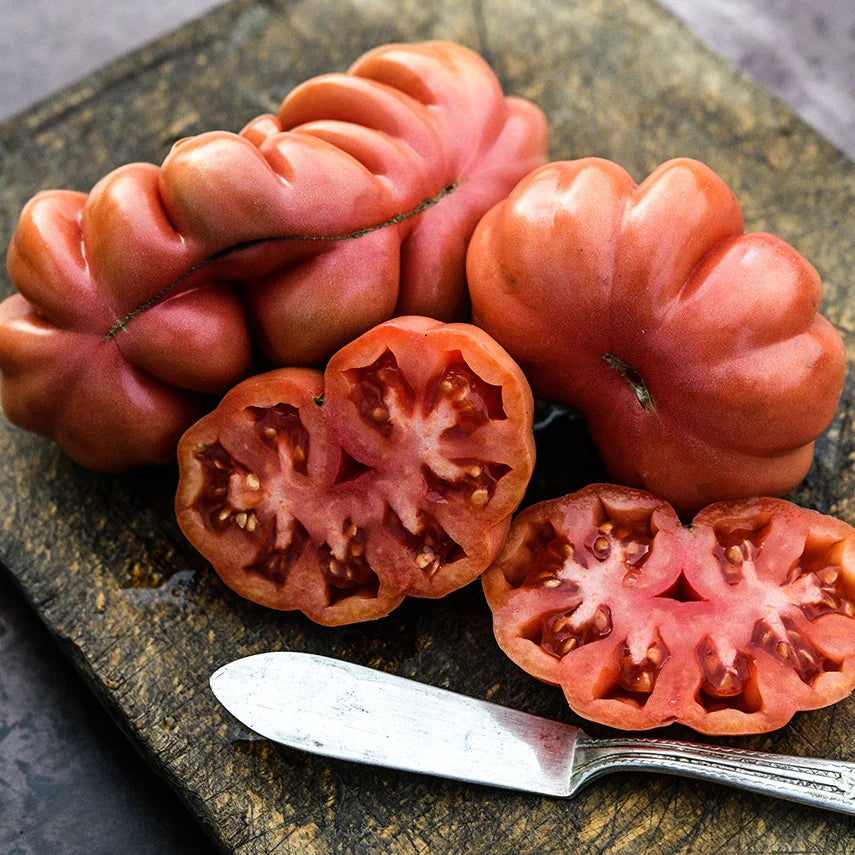 TOMATO TLACOLULA PINK